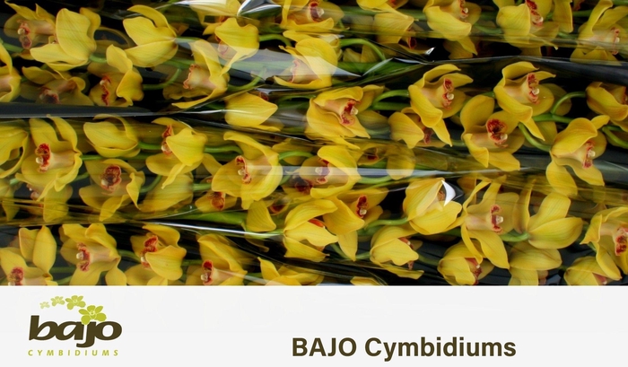 <h4>CYMB T NEVADA</h4>