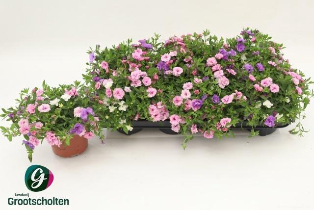 <h4>CALIB TR PETTICOAT</h4>