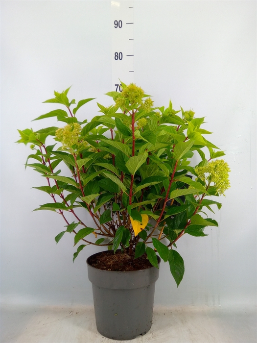 <h4>Hydrangea pan.</h4>