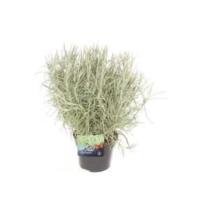 Helichrysum italicum Tall Curry