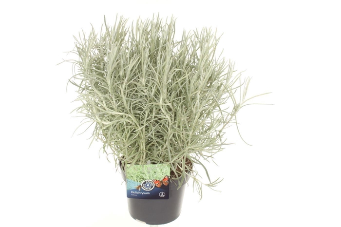 <h4>Helichrysum italicum Tall Curry</h4>
