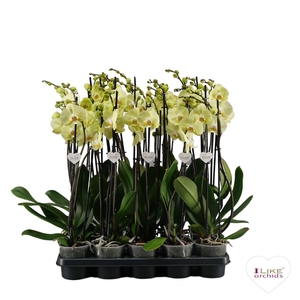 Phalaenopsis geel - 3 tak 80cm