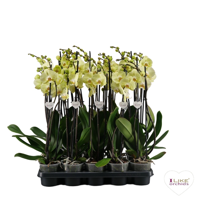<h4>Phalaenopsis geel - 3 tak 80cm</h4>