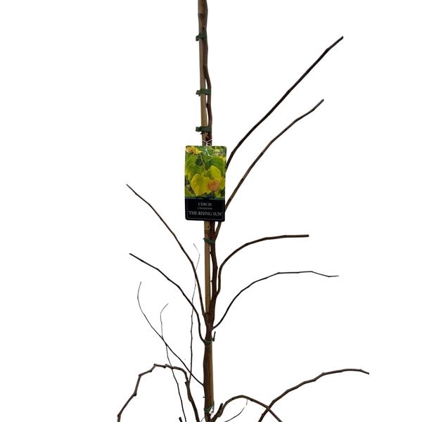 <h4>Cercis chin. The Rising Sun 175-200 cm geveerd</h4>