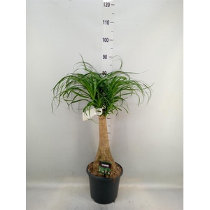 Beaucarnea recurvata