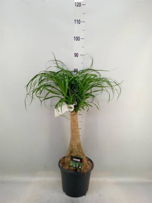 <h4>Beaucarnea recurvata</h4>