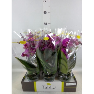 Phalaenopsis   ...lilac