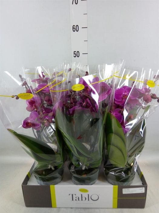 <h4>Phalaenopsis   ...lilac</h4>