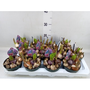 Bolbloemen   ...mix in pot