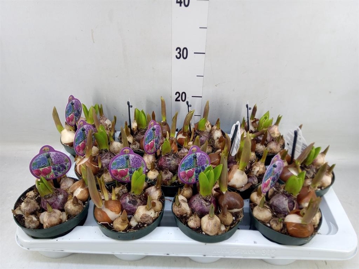 <h4>Bolbloemen   ...mix in pot</h4>