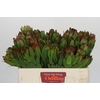 Leucadendron Goldstrike