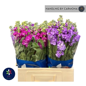 MATTH IMPALA GEM FST