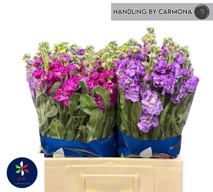 <h4>MATTH IMPALA GEM FST</h4>