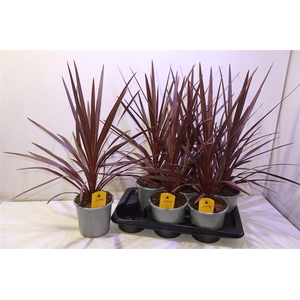 arr8 Cord Aus Red Star