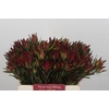 Leucadendron Blush Spray