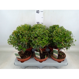 Myrsine africana