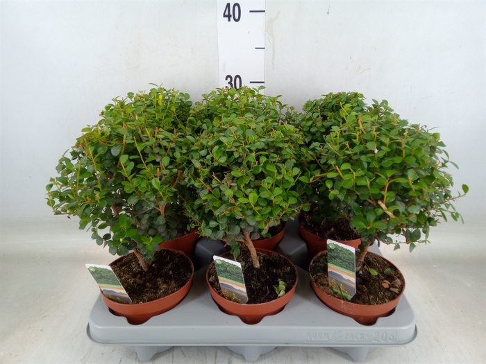 <h4>Myrsine africana</h4>
