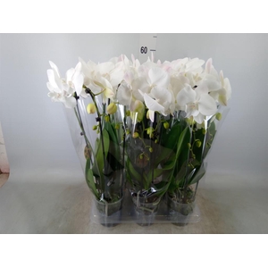 Phalaenopsis  'Elegant Cascade'