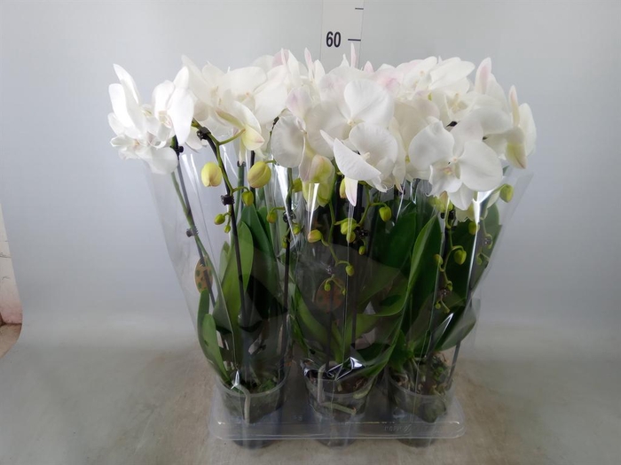 <h4>Phalaenopsis  'Elegant Cascade'</h4>