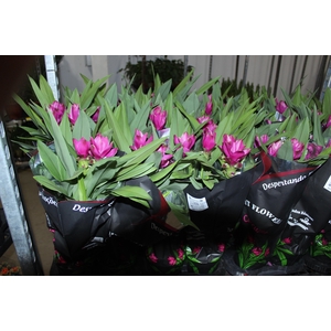 CURCUMA SIAM SUBLIME P12