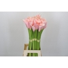 Zantedeschia Eydolls Pink