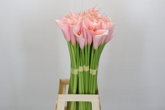 Zantedeschia Eydolls Pink