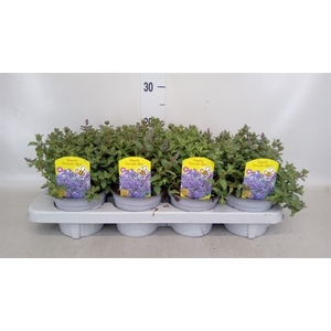 Nepeta faassenii  'Purrsian Blue'