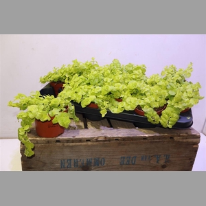 Lysim Nummularia