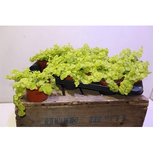 Lysim Nummularia
