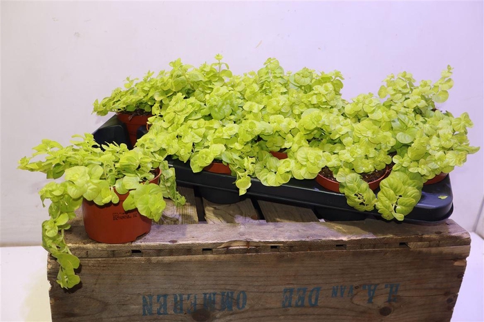 <h4>Lysim Nummularia</h4>