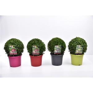 Buxus sempervirens color pot Ø 25-30 cm