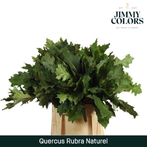 <h4>Quercus Rubra L60 Naturel</h4>