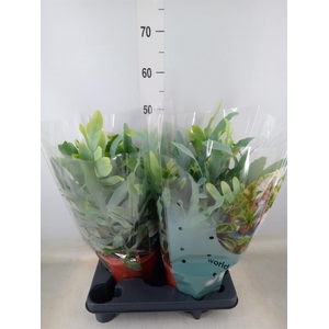 Phlebodium aureum 'Blue Star'