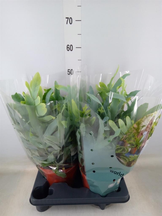 <h4>Phlebodium aureum 'Blue Star'</h4>