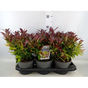 Leucothoe axillaris 'Zeblid'