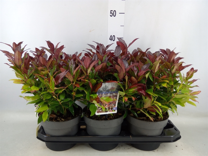 <h4>Leucothoe axillaris 'Zeblid'</h4>