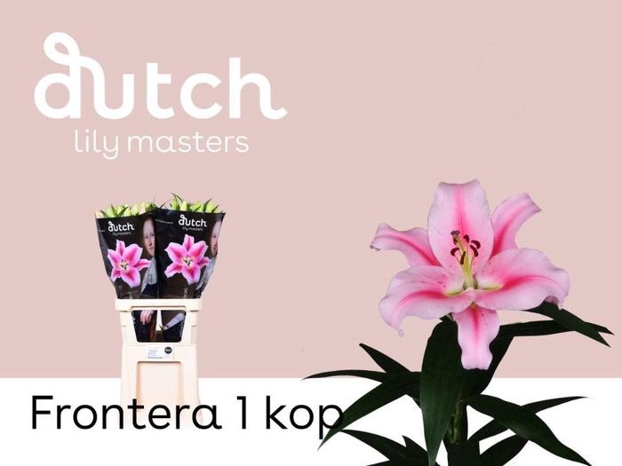 <h4>LI OT FRONTERA 1-kop</h4>