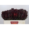 Leucadendron Saf Sunset Dark R.