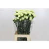 Dianthus St Lady Midori