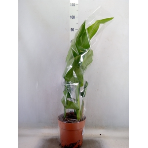 Strelitzia nicolai