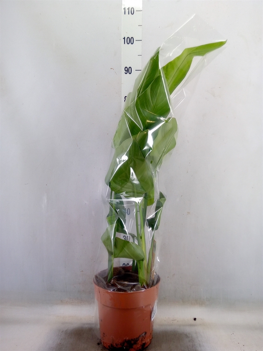 <h4>Strelitzia nicolai</h4>