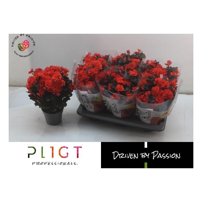 <h4>BEG DU MOCCA ORANGE</h4>