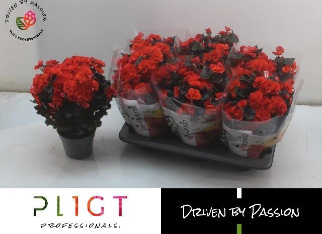 <h4>BEG DU MOCCA ORANGE</h4>