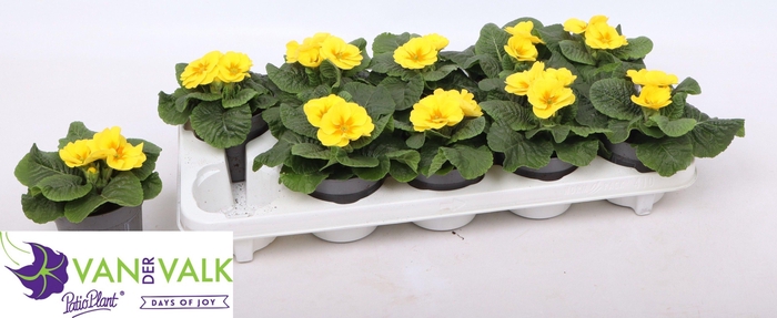 <h4>PRIM AC C GOLD YELL</h4>