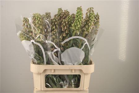 <h4>Frit Magic Bells</h4>