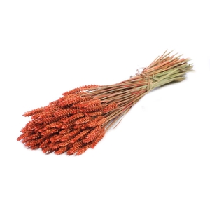 Tarwe (triticum) orange