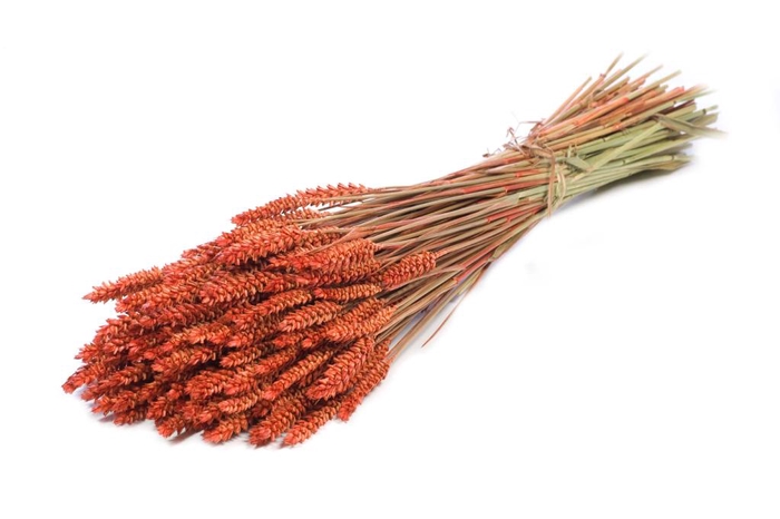Tarwe (triticum) orange