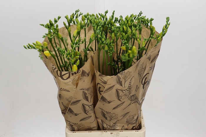 <h4>Freesia One XXL Yellow</h4>