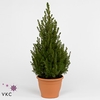 .Picea glauca december