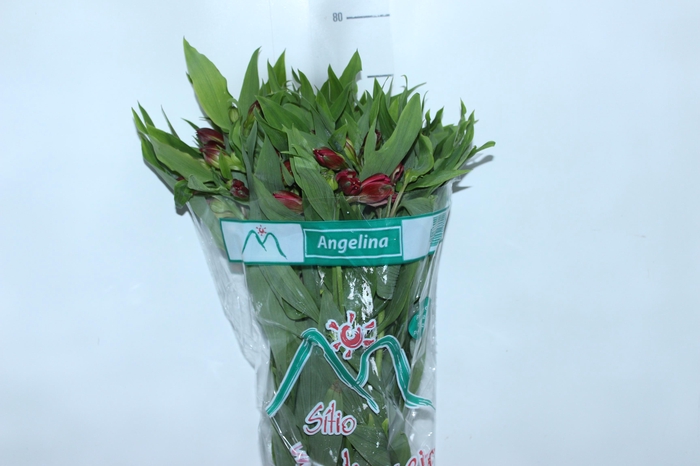 <h4>ALSTROEMERIA ANGELINA 080 CM</h4>